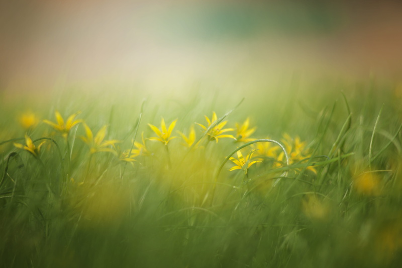 picture, close-up, flowers, landscape, idyll, grass, plant, growth, green color, field, beauty in nature, joy, surface level, selective focus, nature, background