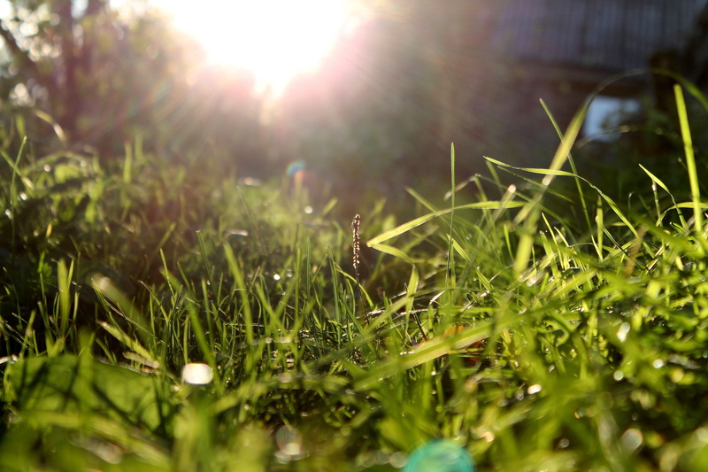 green color, day, surface level, outdoors, brightly lit, sun, growth, sunny, animal, 4K, bright, green, tranquility, blade of grass, nature, water, lens flare