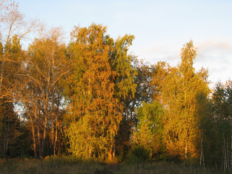 outdoors, leaves, tree, scenics - nature, day, growth, sky, plant, appeasement, orange color, field, beauty in nature, tranquility, silence, yellow, tranquil scene