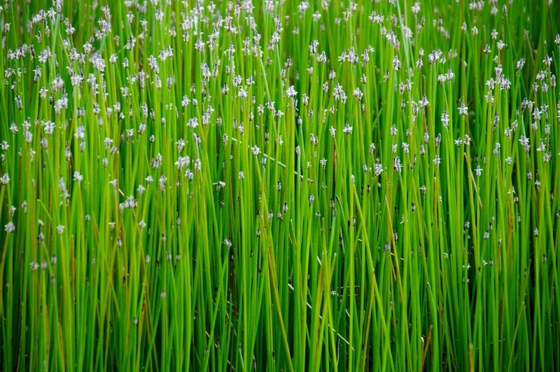 vulnerability, flowering, nature, plant, field, lush foliage, green color, reed, freshness, outdoors, close-up, full frame, backgrounds, green, land, landscape