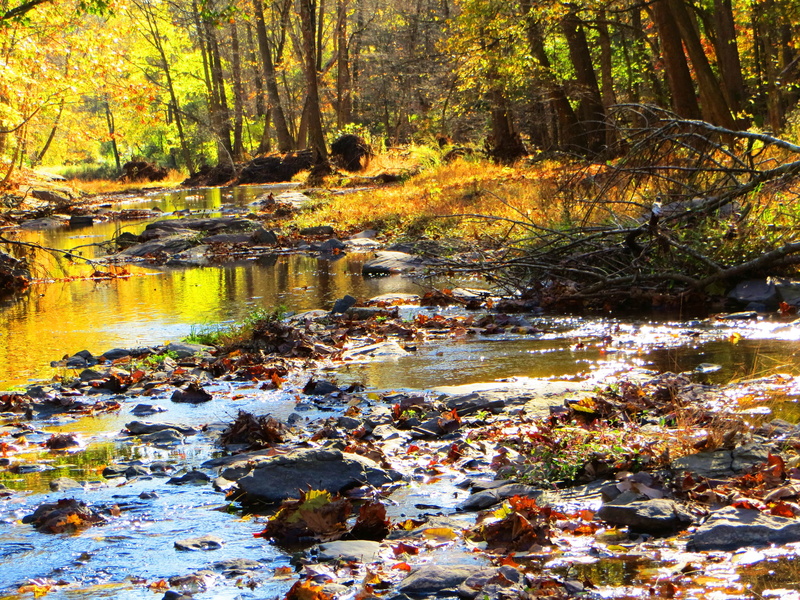 beauty in nature, tree, serene, downloading, flowing water, change, nature, reflection, fall, stream, scenics - nature, water, remote, babbling creek, swamp