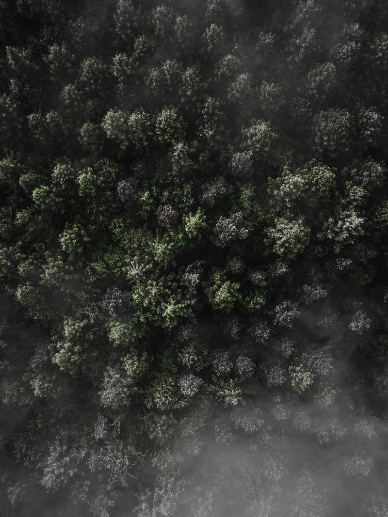 lover, woodland, tranquility, plant, high angle view, day, rest, scenics - nature, water, branch, soothing, stress, aerial, beauty in nature, leaf