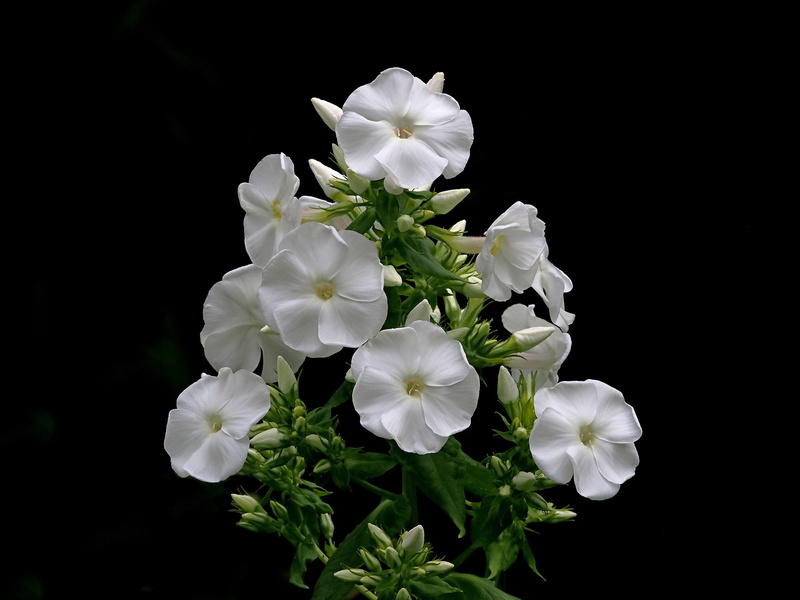 peace, gardening, ornamental, tranquil, photography, summer, no people, night, calm, bloom, flower head, spring, dark background, white, flower, plant