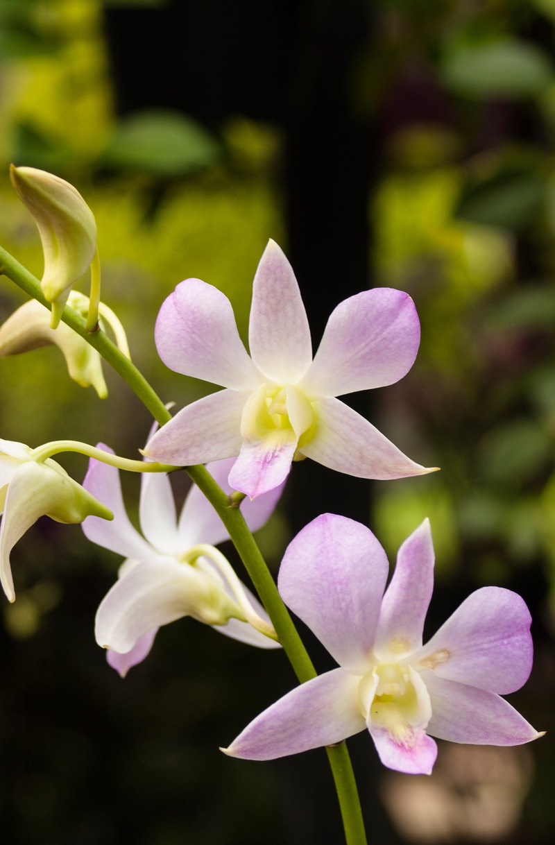 inflorescence, Flower, blossom, petal, fragility, Purple, vulnerability, flower head, focus on foreground, growth, freshness, Sooth, health, botanical