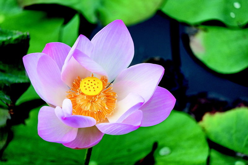 water, water lilies, flowering plant, vulnerability, growth, pollen, petal, nature, yellow, water lily, beauty in nature, plant, soothing, plants, plant part