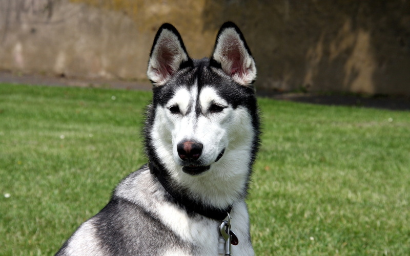 collar, husky, carabiner, ears, 2K, face, dog, nose