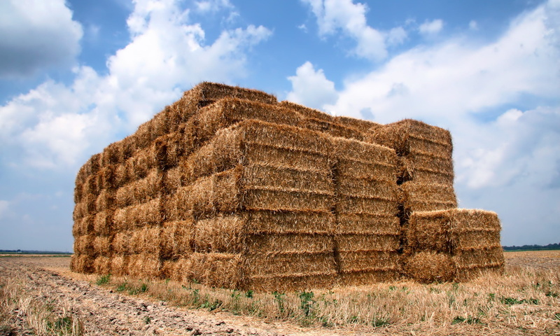 nature, yellow, land, summer, wheat, hay, dry, clouds, circle, outside, day, rolled Up, Straw, Bales, haystack, landscape, country, Farm, crop, rural Scene
