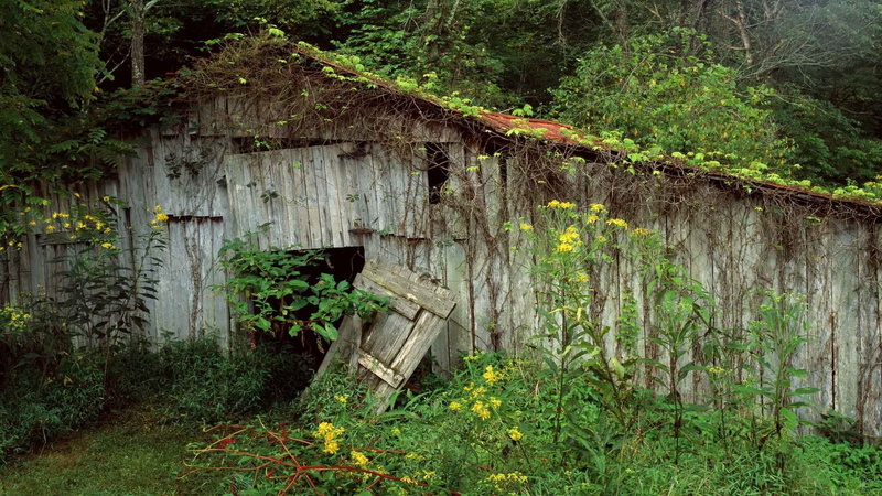 nature, overgrowth, hd, barn, urban, abandon, decay, 1080P, deserted