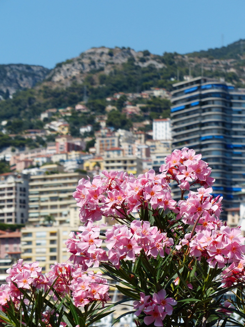 monaco, toxic, foreground, dog gift greenhouse, skyscraper, laurel rose, built structure, outdoors, building, day, city, focus on foreground, petal, Flower