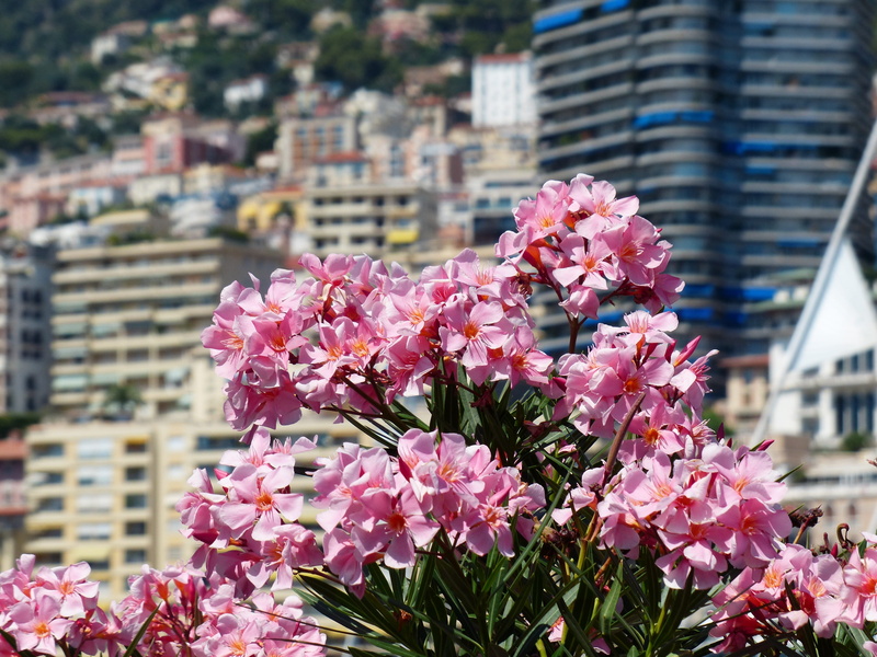 city, no people, foreground, plant, out of focus, laurel rose, day, Pink, toxic, petal, flowering plant, Flower, flower head, architecture, focus on foreground