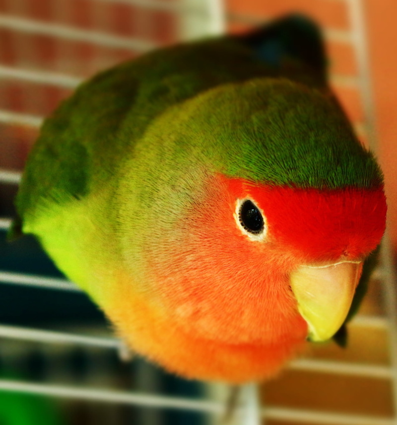 keep, view, krupnyj plan, portrait, vertebrate, animals, pets, feathers, animal themes, little, closeup, feathered race, multi colored, views, close-up