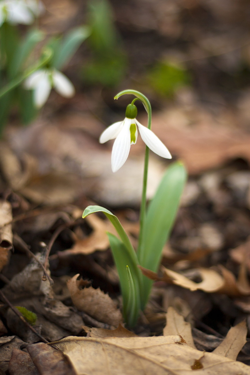beauty in nature, flowering plant, freshness, snowdrop, outdoors, gentle, leaf, 2K, white color, plant part, nature, fragility, krupnyj plan, plant, flower