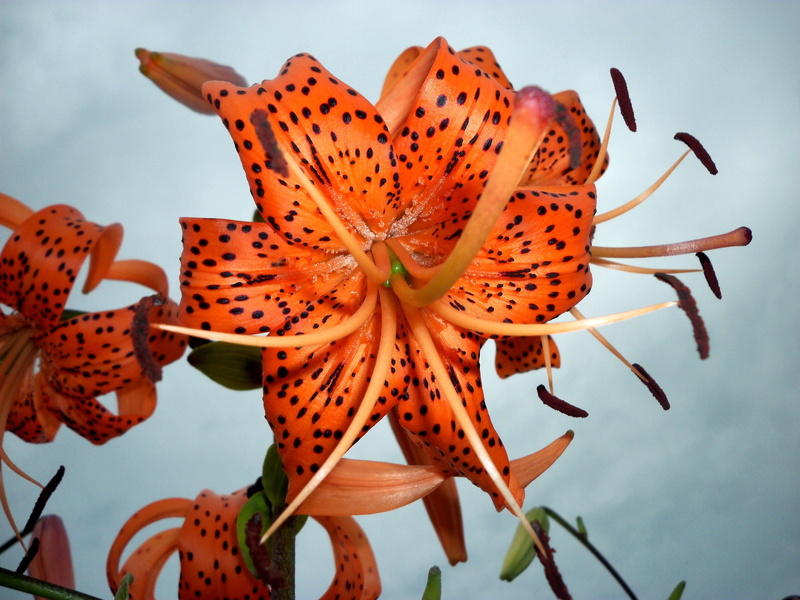 krupnyj plan, plant, vulnerability, freshness, pollen, beauty in nature, petal, stamen, insect, inflorescence, animal themes, close-up, focus on foreground