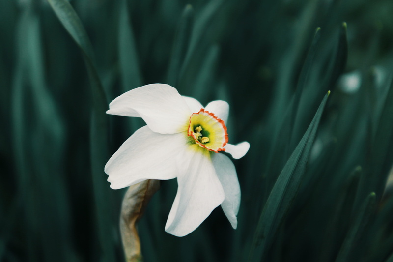 outdoors, close-up, nature, garden, growth, day, narcissus, white color, focus on foreground, petal, fragility, 4K, flower, plant, beauty in nature, vulnerability