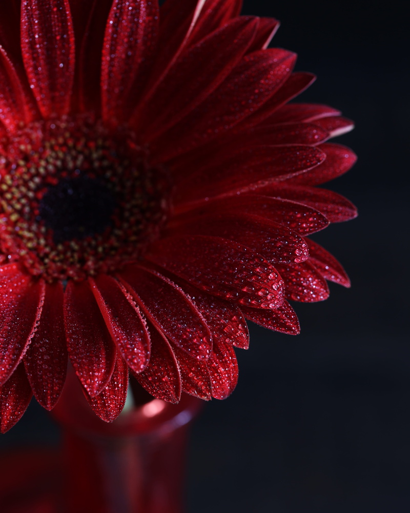 bloom, beautiful flower, macro, studio shot, plant, ornament, flower head, makrosemka, focus on foreground, vulnerability, pollen, close-up, sheet, garden flower