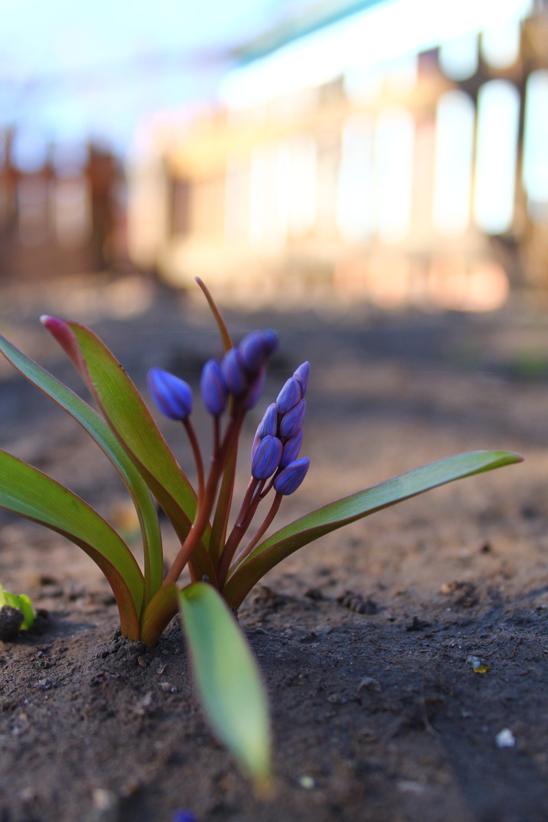 flower head, vulnerability, purple, close-up, petal, day, 4K, crocus, inflorescence, beauty in nature, snowdrop, growth, no people, outdoors, freshness
