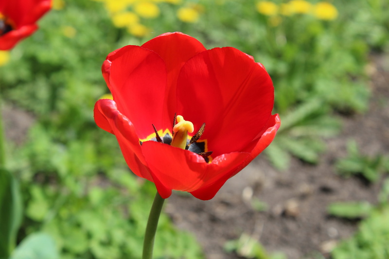 5K, core, flower, petal, fragility, no people, day, tulip, flower head, growth, red, vulnerability, beauty in nature, spring, macro, botany, outdoors