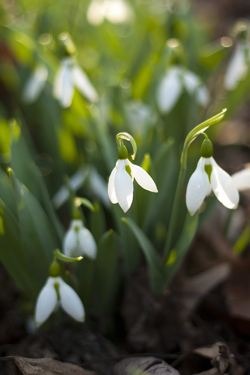 flower head, day, beauty in nature, petal, focus on foreground, krupnyj plan, plantation, nature, season, freshness, close-up, snowdrop, plant, 2K, park