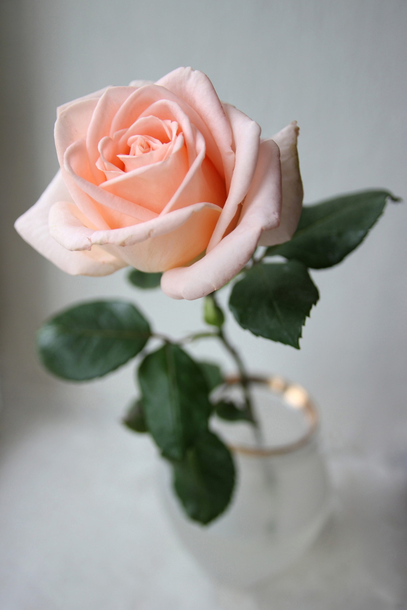postcard, love, no people, the lone, inflorescence, close-up, flower head, grey, beauty in nature, rose, vulnerability, freshness, sheet, plant, flower