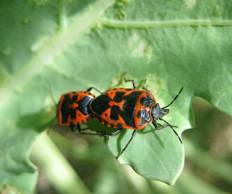 day, krupnyj plan, mustache, spotted, bug, little, leaf, insect, 1080P, plant part, animal wildlife, beauty in nature, animals, nature, environment, animal themes