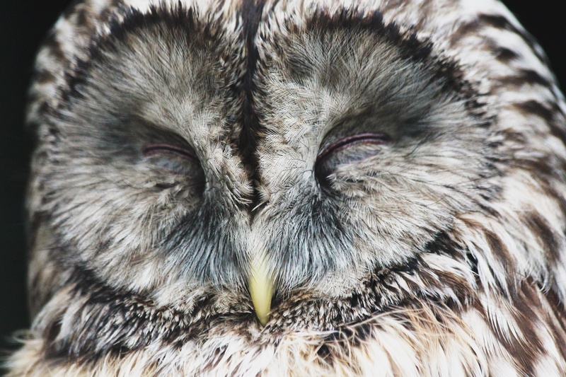 animal wildlife, feline, animals, animal Eye, front disc, wildlife, owl, animal, animal body part, looking at camera, beak, domestic animals, krupnyj plan