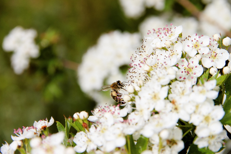 fragility, flowers, bloom, animal, spring, flower head, nature, insects, springtime, freshness, one animal, pollination, flowering plant, petal, white color