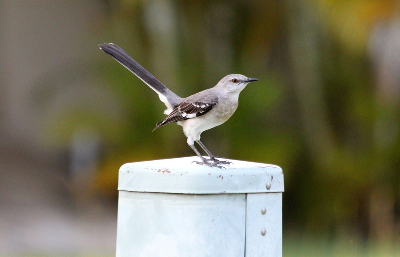 side view, 2K, outdoors, bird, mimus polyglottos, vertebrate, no people, green background, wild animals, one animal, wildlife, nature, day, selective focus