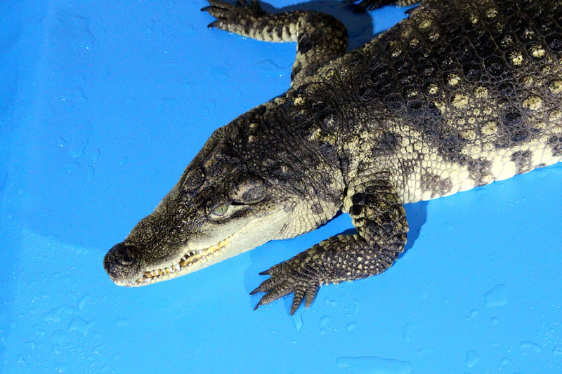 water, krupnyj plan, no people, close-up, nile crocodile, sea, blue background, underwater, animal wildlife, outdoors, swimming, animals in the wild, blue