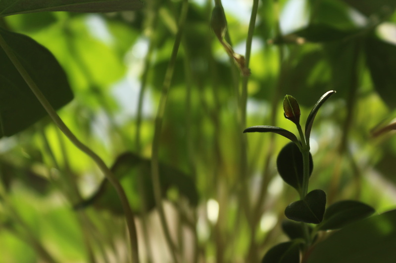 living nature, green, closeup, fragility, green color, greens, beginnings, green grass, houseplants, summer, krupnyj plan, nature, beauty in nature, day