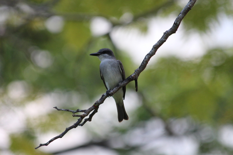 branch, outdoors, animal themes, wildlife, green background, animal, day, perching, focus on foreground, bird, northern mockingbird, 5K, the north american mockingbird