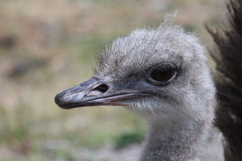 eye, struthio camelus, animal neck, nature, focus on foreground, head, animal body part, feathered race, zoo, animal wildlife, krupnyj plan, one animal