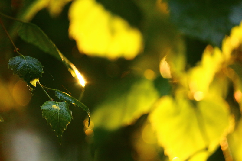macro, autumn, plant part, sun, tranquility, tree, large, focus on foreground, green leaves, selective focus, food, leaves green, nature, sunlight, closeup