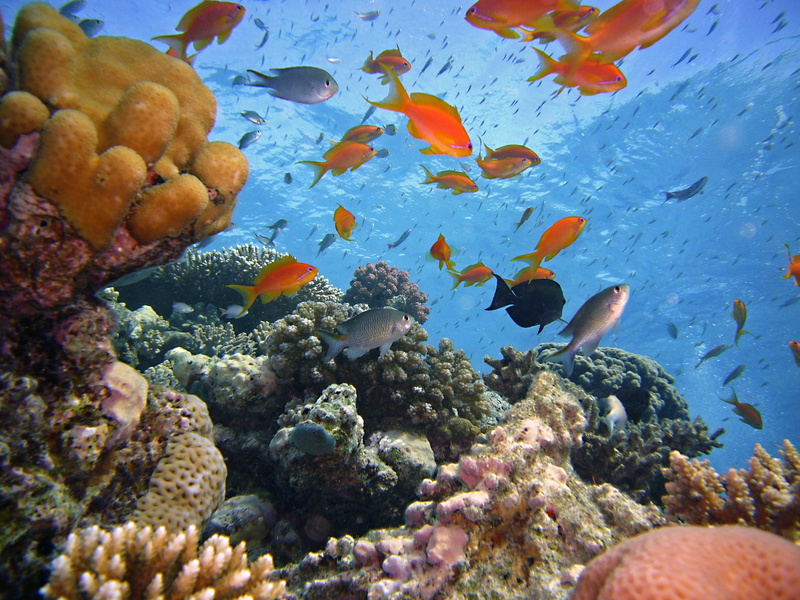animals in the wild, color, sea life, coral, assorted, photo, vertebrate, invertebrate, animal wildlife, reef, fish, live, no people, underwater world