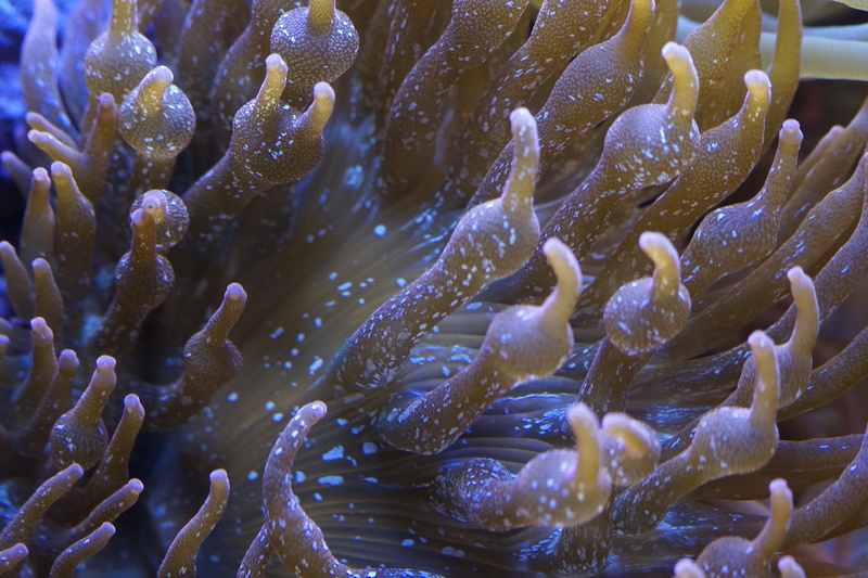ecosystem, water, no people, Anemone, Sea, animals in the wild, nature, ocean, Sea Animal, backgrounds, invertebrate, close, creature, animal wildlife