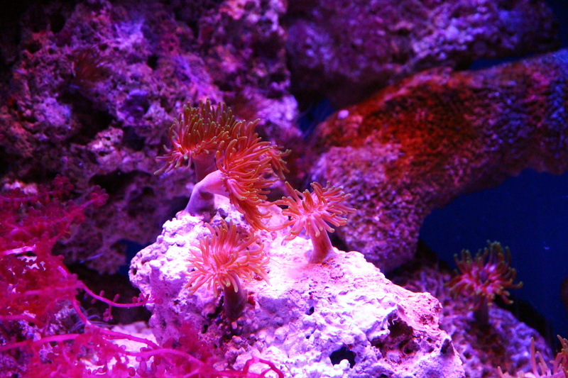 handsomely, tentacles, actinium, water, undersea world, reef aquarium, one animal, beauty in nature, nature, 2K, reefs, ecosystem, polyp, sea anemone
