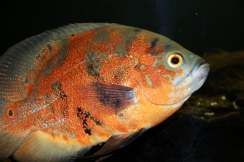 underwater, swimming, animals in the wild, cichlid, undersea world, orange color, vertebrate, astronotus, fish, animals, aquarium, sea life, cichlid-oscar