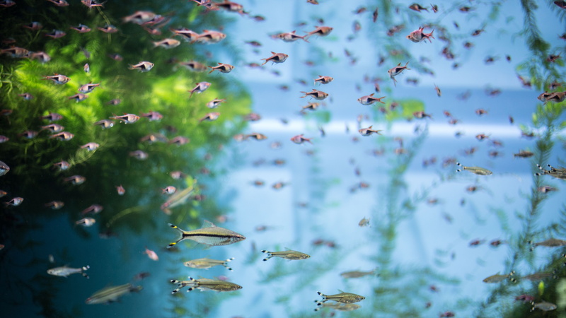 flower, floating, flowering plant, aquarium, lake, plant, springtime, undersea world, water, tree, green, rays, fish, floating on water, tranquility, day