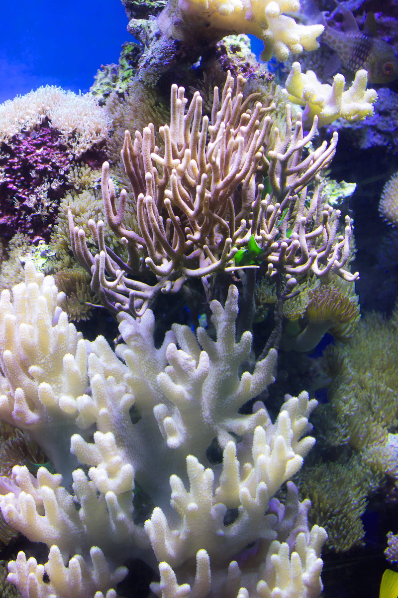 coral reef, Water, invertebrate, marine, ecosystem, purple, Stones, blue, animal wildlife, underwater world, color, mollusk, sea, no people, exotic, close-up