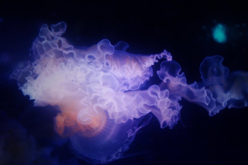 backgrounds, underwater, blue, undersea, science, marine, luminosity, close-up, floating on water, World, Nature, animal wildlife, sea life, no people