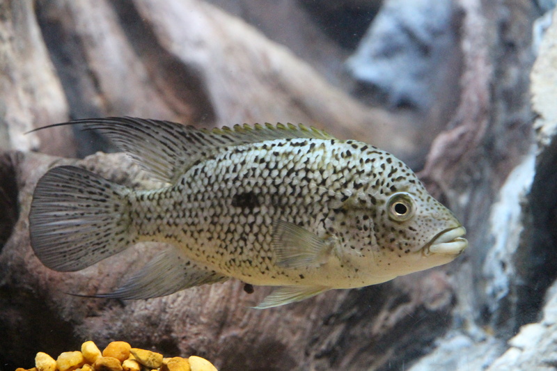 5K, tank, close-up, sea life, swimming, animal themes, animal wildlife, underwater, zoo, animals in the wild, animals, water, marine, aquariums, focus on foreground