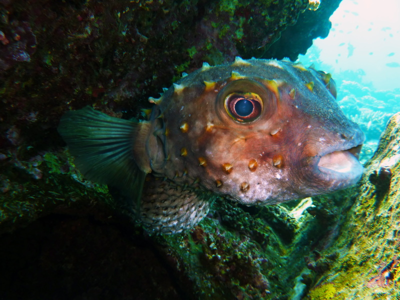 nature, Underwater, egypt, one animal, reef, sea life, swimming, animal eye, animal, animal themes, sea, scuba Diving, vertebrate, animal wildlife, dive