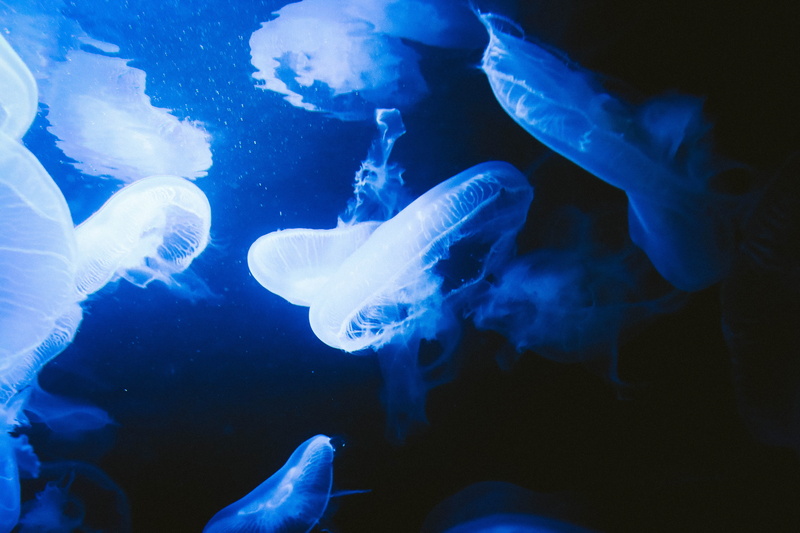 soft, water, luminosity, coral, sea, aquarium, reef, underwater, berlin, fish, floating on water, undersea world, aquaria, ocean, no people, animals in the wild