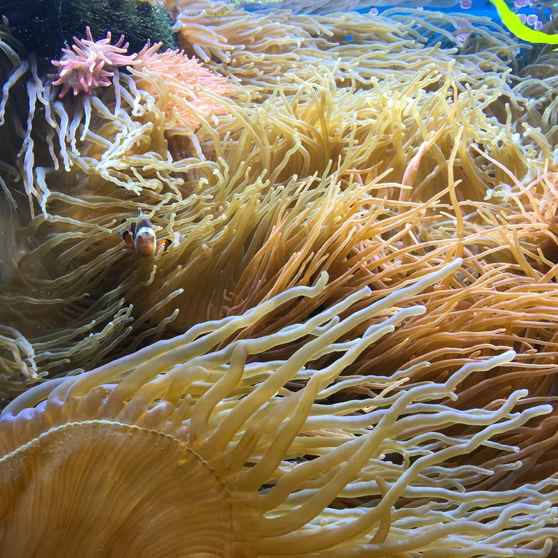 Ocean, diving, Sea, underwater world, Deep, vertebrate, marine life, animal, sea life, 1080P, Holiday, no people, animal wildlife, sea animal, clown fish