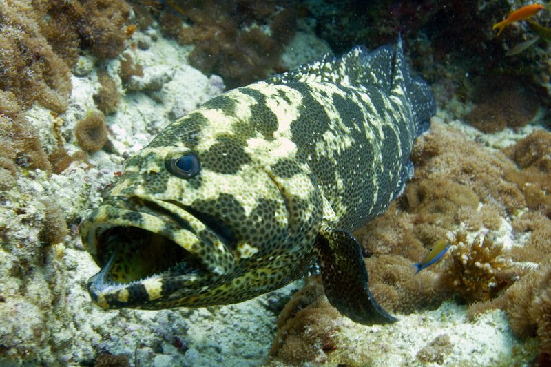 animal, animal eye, animal wildlife, diving, nature, reptile, animal head, sea life, marine, undersea, coral, vertebrate, animals in the wild, korman13