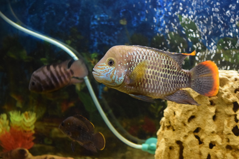 sea life, no people, blue, school of fish, danger, scat, underwater, undersea world, color, fish, attack, animals in the wild, animal, transparent, tank