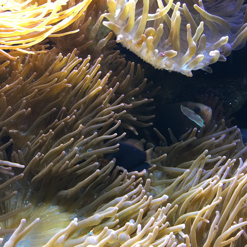 sea life, group of animals, underwater world, swimming, Sea, sea, deep, coral, 1080P, beauty in nature, marine, diving, Deep, animal, nature, marine life