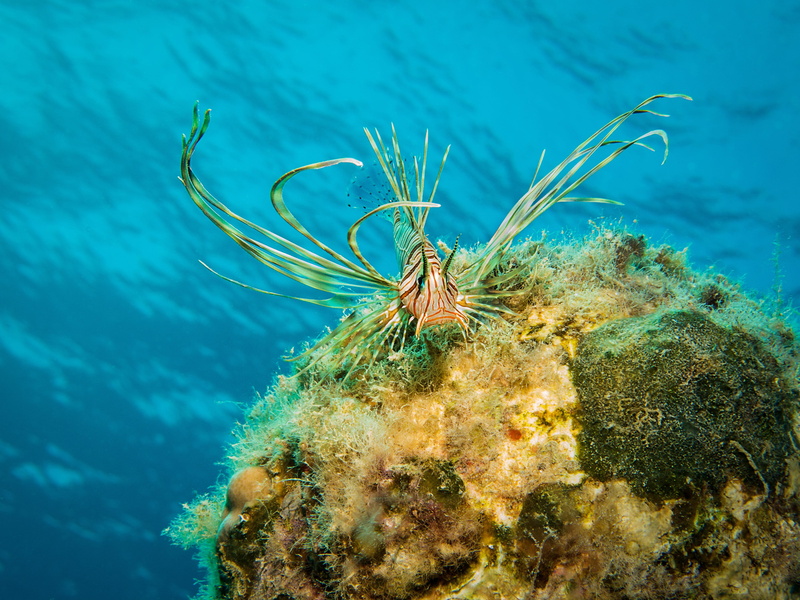 underwater world, animal themes, red fire fish, exotic, sea life, no people, underwater, Lionfish, one animal, colorful, lion fish, diving, dangerous, swimming