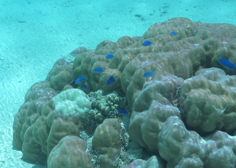 animals in the wild, invertebrate, sea life, no people, underwater, undersea, Underwater World, animal wildlife, animal, close-up, animal themes, Coral