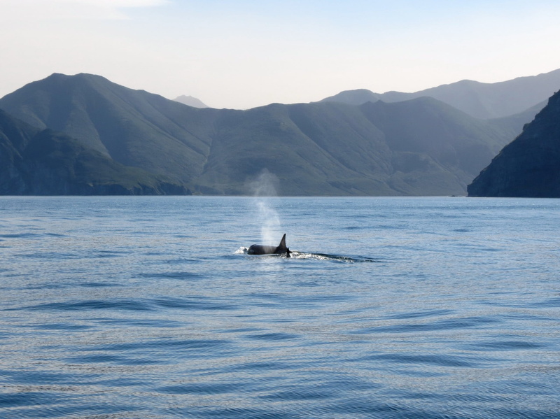 undersea world, animals in the wild, whale, animal wildlife, 1080P, predator, aquatic mammal, vertebrate, no people, water, orcas, hunting, mountain, mountain range