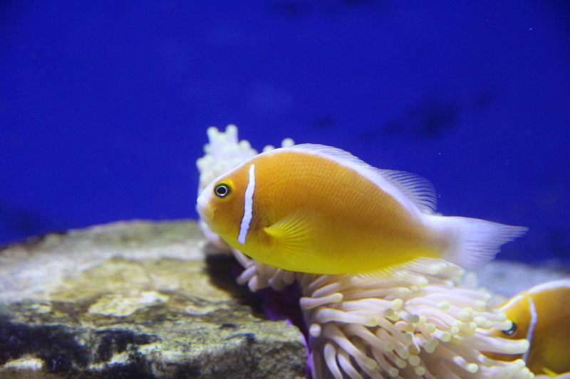marine, one animal, vertebrate, animals, swimming, 5K, tropical fish, underwater, animals in the wild, pink clown, clown fish, nature, amfiprion, sea life